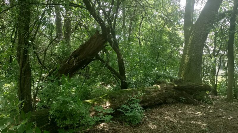 Wildwood Park - Darien, WI