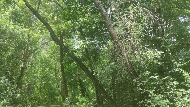 Wildwood Park - Darien, WI
