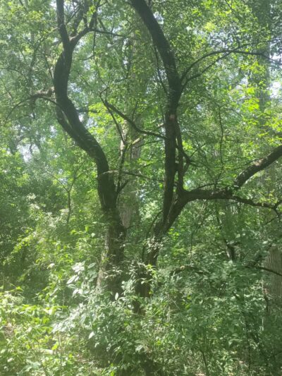 Wildwood Park - Darien, WI
