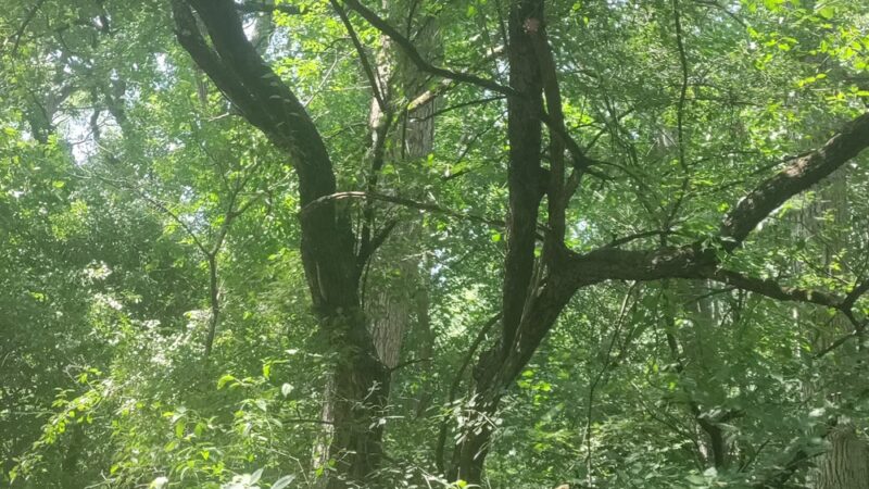 Wildwood Park - Darien, WI