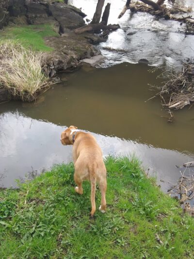 Black Bridge Park - Darlington, WI
