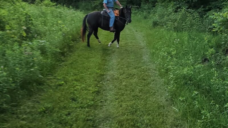 Yellowstone Wildlife Area Equestrian Trail - Darlington, WI