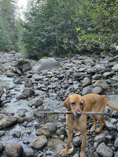 North Fork Sauk Falls Trail - Darrington, WA