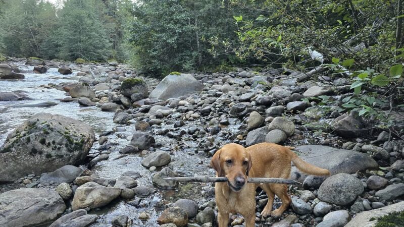North Fork Sauk Falls Trail - Darrington, WA