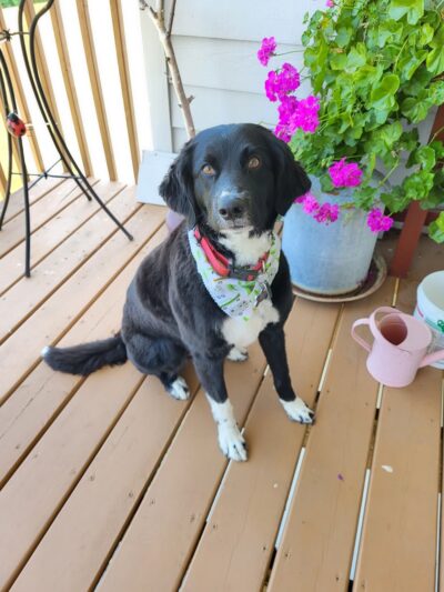 Dassel Dog Parlor - Dassel, MN