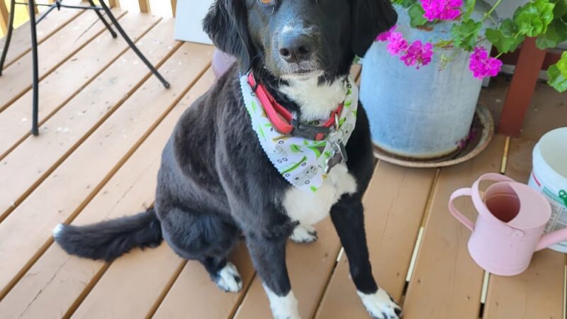 Dassel Dog Parlor - Dassel, MN