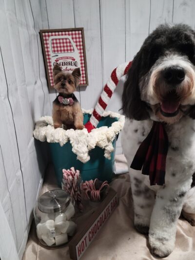 Dassel Dog Parlor - Dassel, MN