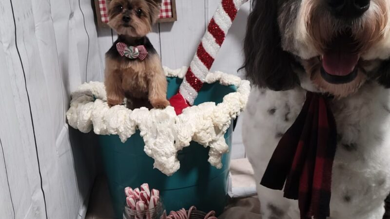 Dassel Dog Parlor - Dassel, MN