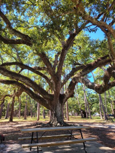 Cadillac Square - Dauphin Island, AL