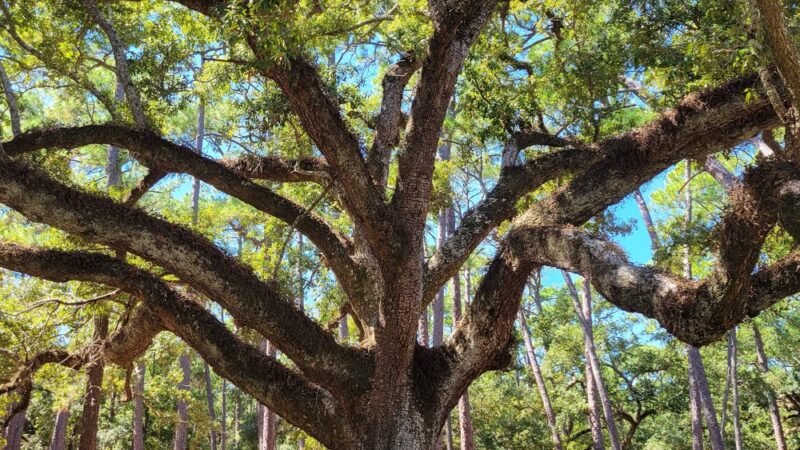 Cadillac Square - Dauphin Island, AL