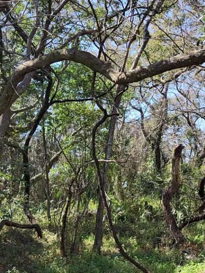 Cadillac Square - Dauphin Island, AL