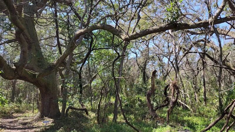 Cadillac Square - Dauphin Island, AL