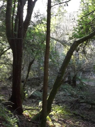 West Waddell Creek State Wilderness - Davenport, CA
