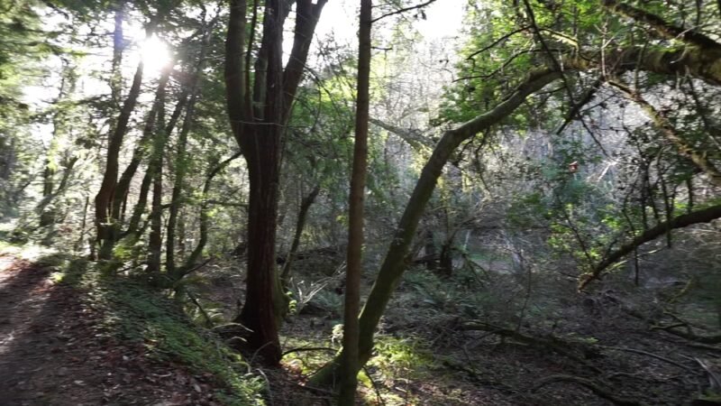 West Waddell Creek State Wilderness - Davenport, CA