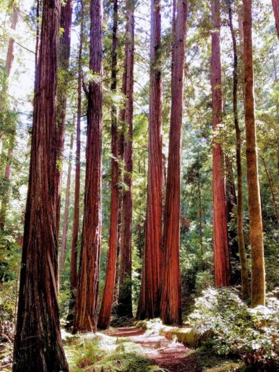 West Waddell Creek State Wilderness - Davenport, CA