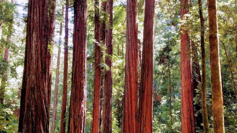 West Waddell Creek State Wilderness - Davenport, CA