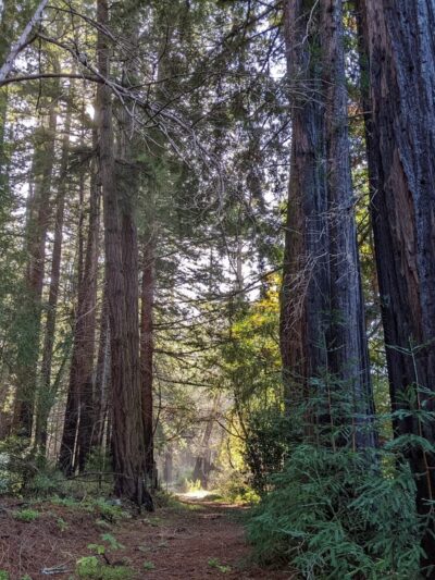 West Waddell Creek State Wilderness - Davenport, CA
