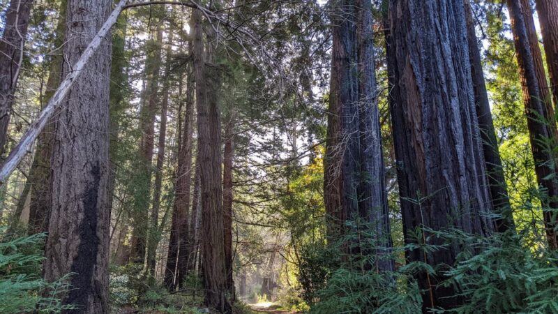 West Waddell Creek State Wilderness - Davenport, CA