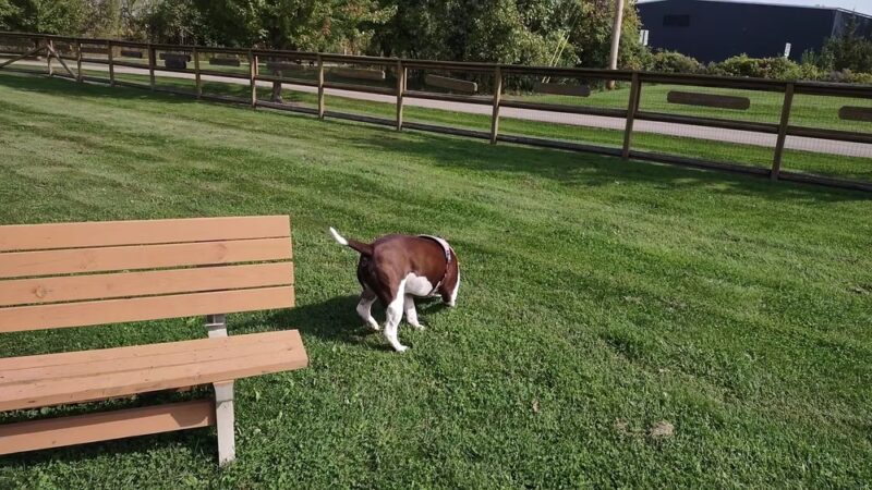 Davison Area Dog Park - Davison, MI