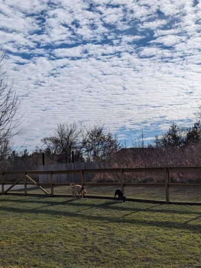 Davison Area Dog Park - Davison, MI