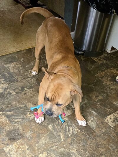Dawsonville City Dog Park - Dawsonville, GA