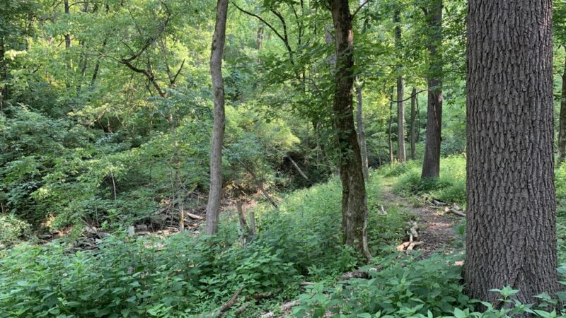 Sargeant Park - Dayton, KY