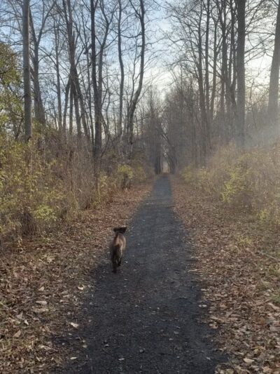 Kirkland hiking trail - Deansboro, NY