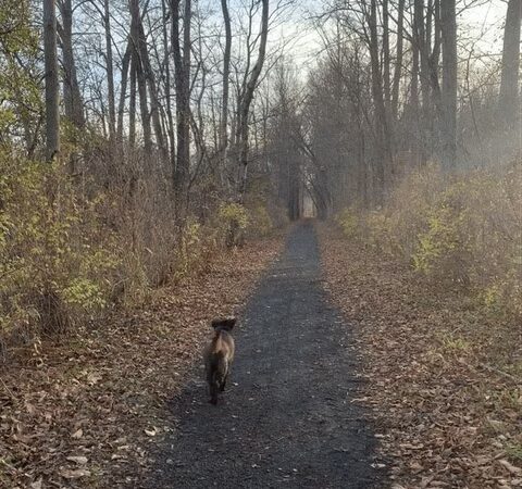 Kirkland hiking trail - Deansboro, NY