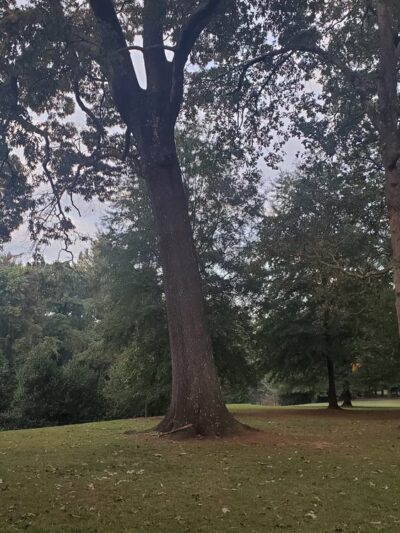 Sycamore Park - Decatur, GA