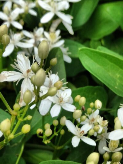 Sycamore Park - Decatur, GA