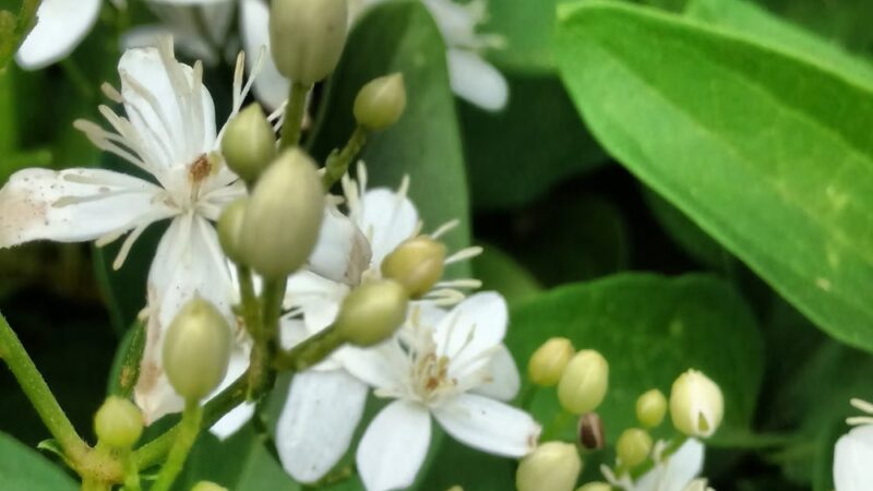 Sycamore Park - Decatur, GA