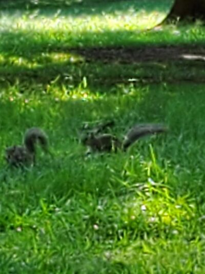 Sycamore Park - Decatur, GA