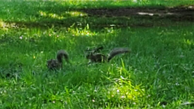 Sycamore Park - Decatur, GA