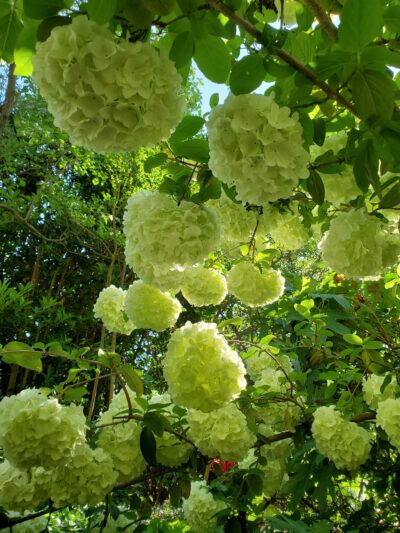 Sycamore Park - Decatur, GA