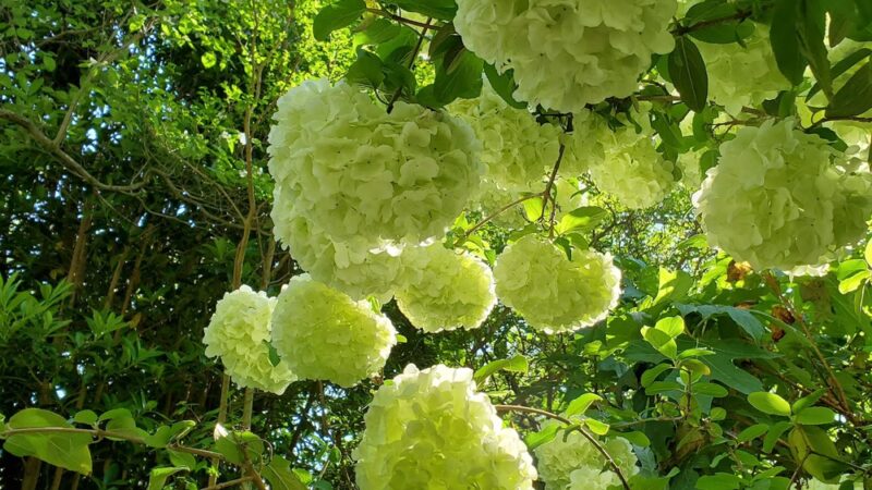 Sycamore Park - Decatur, GA