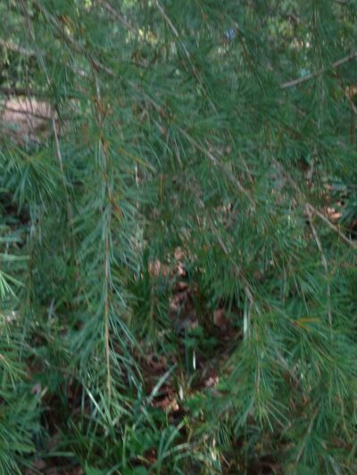 Sycamore Park - Decatur, GA