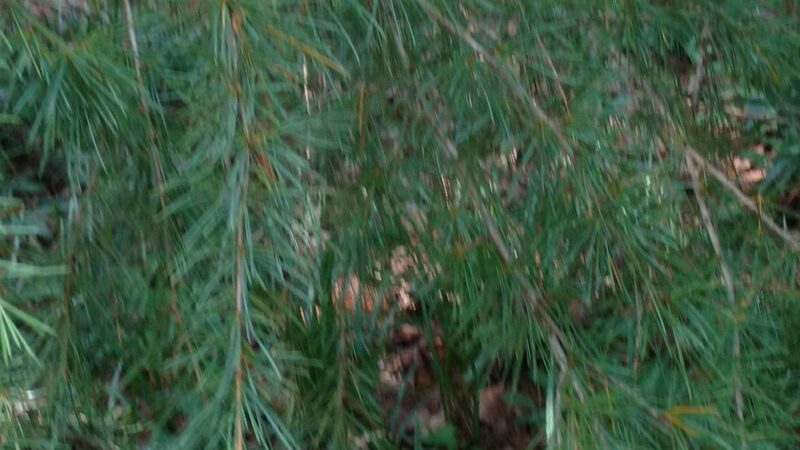 Sycamore Park - Decatur, GA