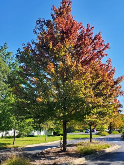 Woodland Park - Deerfield, IL