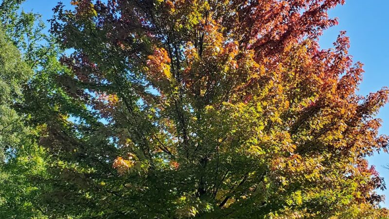 Woodland Park - Deerfield, IL