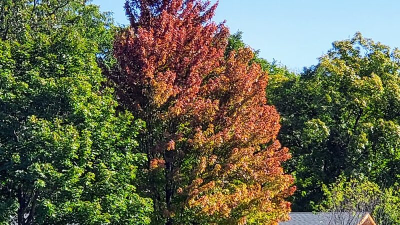 Woodland Park - Deerfield, IL