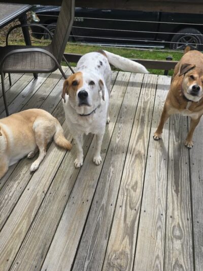 Dog Boarding - Deerfield, NH
