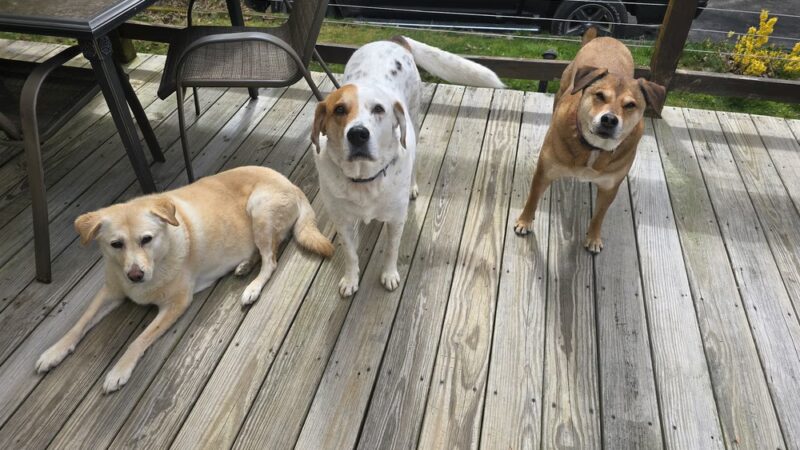 Dog Boarding - Deerfield, NH