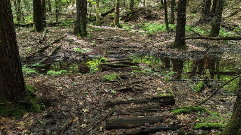 Great Brook Trail Parking Area - Deerfield, NH