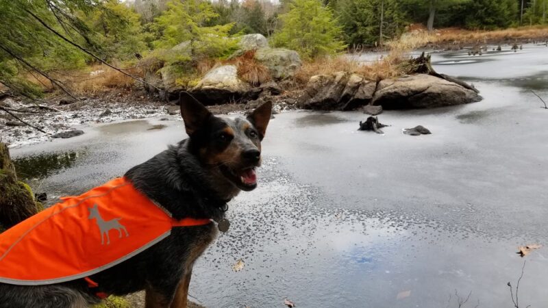 Great Brook Trail Parking Area - Deerfield, NH