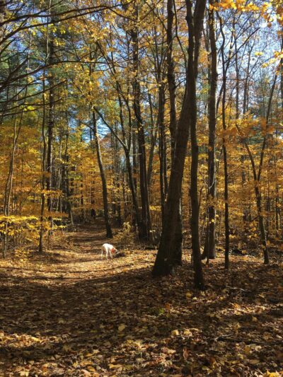 North Mountain Trail Parking - Deerfield, NH