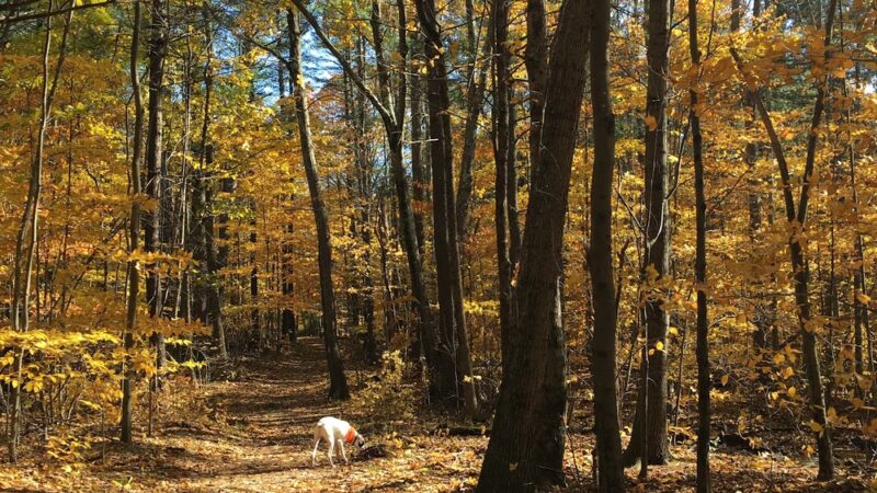 North Mountain Trail Parking - Deerfield, NH