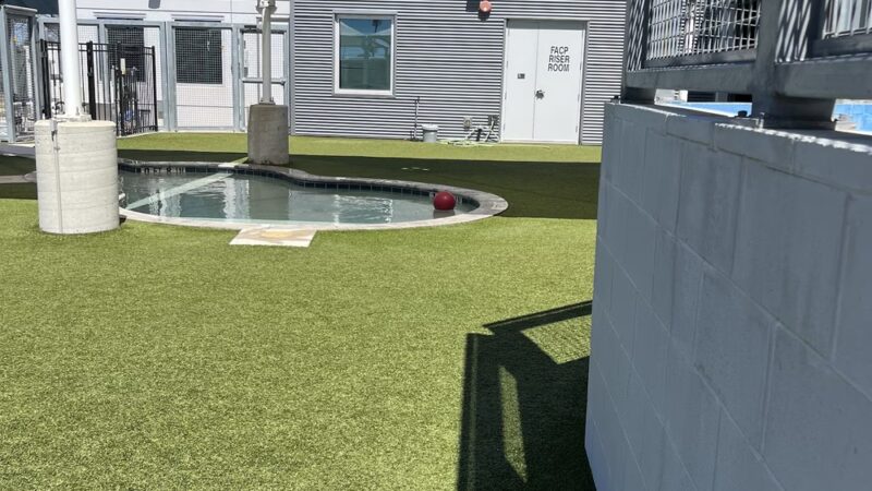 Bark & Zoom - Del Valle, TX