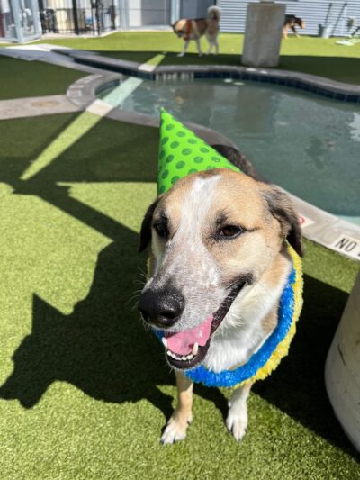 Bark & Zoom - Del Valle, TX