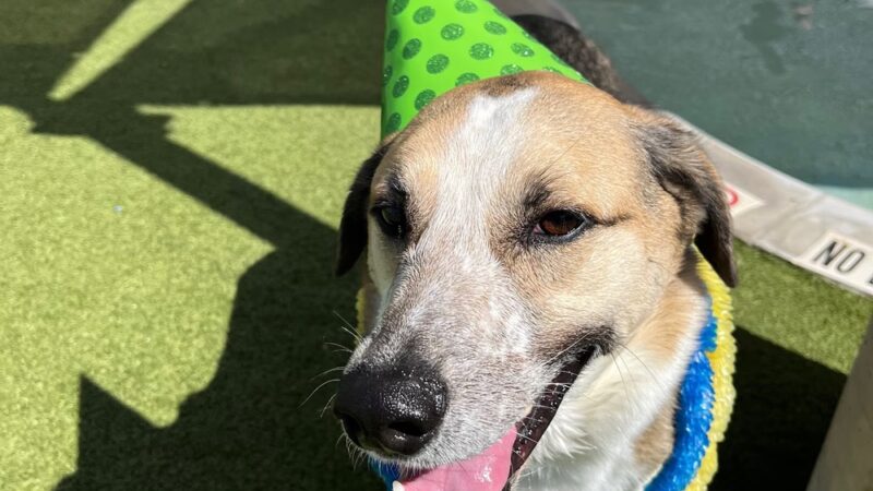 Bark & Zoom - Del Valle, TX