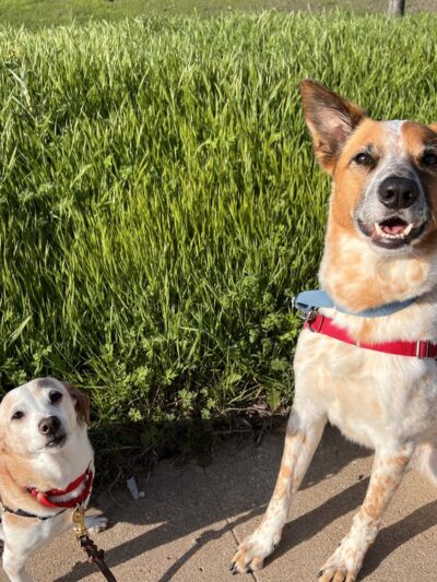 Bark & Zoom - Del Valle, TX